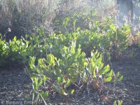 sand, veiny, or winged dock (<em>Rumex venosus</em>)