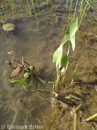 arrowhead, wapato (<em>Sagittaria cuneata</em>)