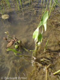 arrowhead, wapato (<em>Sagittaria cuneata</em>)