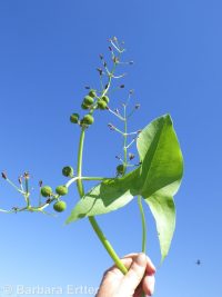 arrowhead, wapato (<em>Sagittaria cuneata</em>)