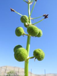 arrowhead, wapato (<em>Sagittaria cuneata</em>)