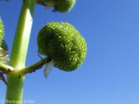 arrowhead, wapato (<em>Sagittaria cuneata</em>)