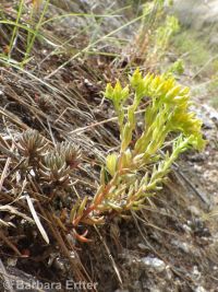 lanceleaf stonecrop (<em>Sedum lanceolatum</em>)