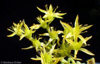 lanceleaf stonecrop (<em>Sedum lanceolatum</em>)