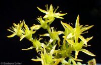 lanceleaf stonecrop (<em>Sedum lanceolatum</em>)