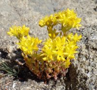 lanceleaf stonecrop (<em>Sedum lanceolatum</em>)