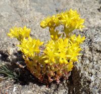 lanceleaf stonecrop (<em>Sedum lanceolatum</em>)