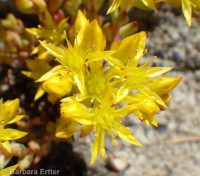 lanceleaf stonecrop (<em>Sedum lanceolatum</em>)