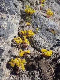 lanceleaf stonecrop (<em>Sedum lanceolatum</em>)