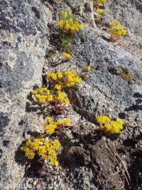 lanceleaf stonecrop (<em>Sedum lanceolatum</em>)