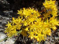 lanceleaf stonecrop (<em>Sedum lanceolatum</em>)
