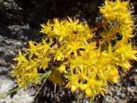 lanceleaf stonecrop (<em>Sedum lanceolatum</em>)