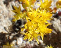 lanceleaf stonecrop (<em>Sedum lanceolatum</em>)