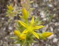 wormleaf stonecrop (<em>Sedum stenopetalum ssp. stenopetalum</em>)