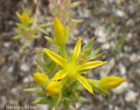 wormleaf stonecrop (<em>Sedum stenopetalum ssp. stenopetalum</em>)