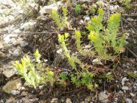 wormleaf stonecrop (<em>Sedum stenopetalum ssp. stenopetalum</em>)