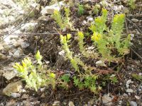 wormleaf stonecrop (<em>Sedum stenopetalum ssp. stenopetalum</em>)