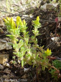 wormleaf stonecrop (<em>Sedum stenopetalum ssp. stenopetalum</em>)