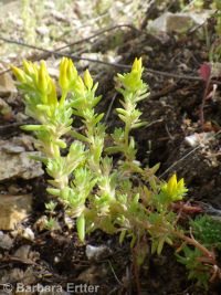 wormleaf stonecrop (<em>Sedum stenopetalum ssp. stenopetalum</em>)