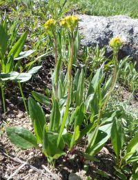 western or lambtongue groundsel (<em>Senecio integerrimus var. exaltatus</em>)