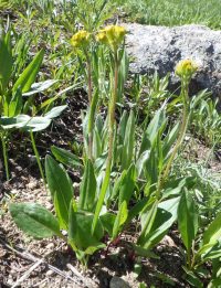 western or lambtongue groundsel (<em>Senecio integerrimus var. exaltatus</em>)