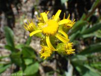 western or lambtongue groundsel (<em>Senecio integerrimus var. exaltatus</em>)
