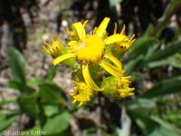 western or lambtongue groundsel (<em>Senecio integerrimus var. exaltatus</em>)