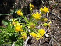 western or lambtongue groundsel (<em>Senecio integerrimus var. exaltatus</em>)