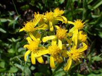 western or lambtongue groundsel (<em>Senecio integerrimus var. exaltatus</em>)