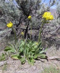western or lambtongue groundsel (<em>Senecio integerrimus var. exaltatus</em>)