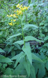 arrowleaf groundsel (<em>Senecio triangularis</em>)