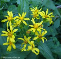arrowleaf groundsel (<em>Senecio triangularis</em>)
