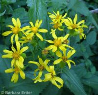 arrowleaf groundsel (<em>Senecio triangularis</em>)
