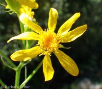 arrowleaf groundsel (<em>Senecio triangularis</em>)