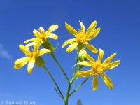 arrowleaf groundsel (<em>Senecio triangularis</em>)