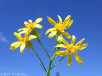 arrowleaf groundsel (<em>Senecio triangularis</em>)