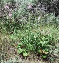Oregon checkermallow (<em>Sidalcea oregana var. oregana</em>)