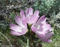 Oregon checkermallow (<em>Sidalcea oregana var. oregana</em>)