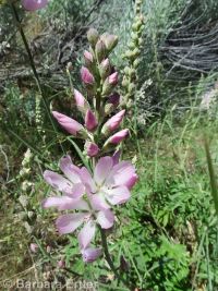 Oregon checkermallow (<em>Sidalcea oregana var. oregana</em>)