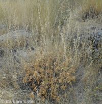Oregon checkermallow (<em>Sidalcea oregana var. oregana</em>)