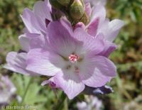 Sidalcea oregana var. oregana