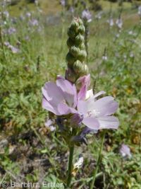 Oregon checkermallow (<em>Sidalcea oregana var. oregana</em>)
