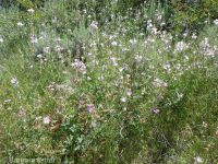 Oregon checkermallow (<em>Sidalcea oregana var. oregana</em>)