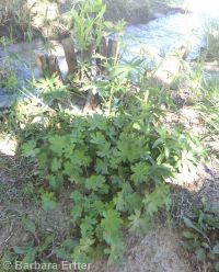 Oregon checkermallow (<em>Sidalcea oregana var. oregana</em>)