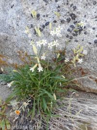 Douglas's catchfly or silene (<em>Silene douglasii var. douglasii</em>)