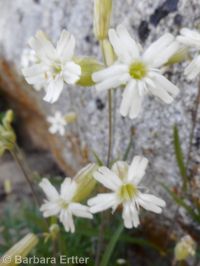 Douglas's catchfly or silene (<em>Silene douglasii var. douglasii</em>)