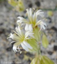 Silene douglasii var. douglasii