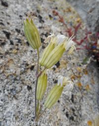 Douglas's catchfly or silene (<em>Silene douglasii var. douglasii</em>)