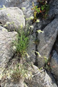 Douglas's catchfly or silene (<em>Silene douglasii var. douglasii</em>)