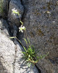 Douglas's catchfly or silene (<em>Silene douglasii var. douglasii</em>)